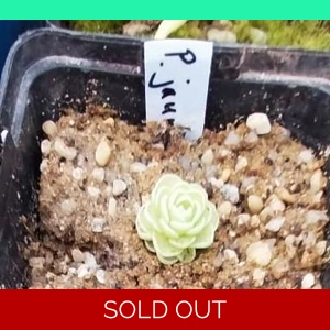 Pinguicula jaumavensis